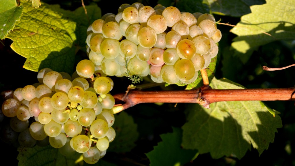 grappemelondebourgogne Chereau Carré A family winery in the heart