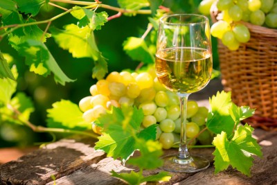 WINE Aug 6th White wine in glass, young vine and bunch of grapes against green spring background